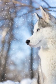 husky puppy with blue eyes on a winter day outdoor