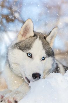 husky puppy with blue eyes lying on the snow