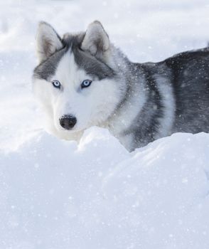 husky puppy with blue eyes lying on the snow