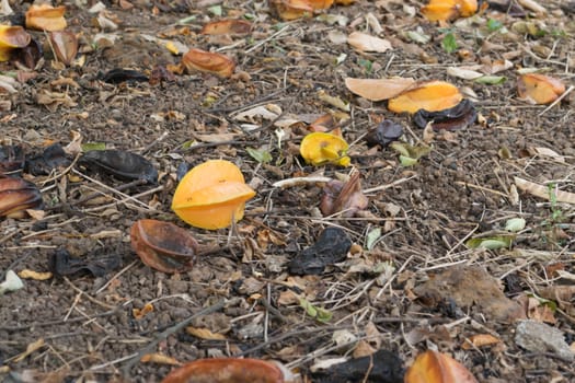 Star apple fruit on the ground.