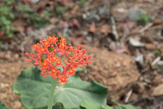 Buddha belly plant, bottleplant shrub (Jatropha podagrica) Wong ornamental timber. (Euphorbiaceae) is native to Central America.