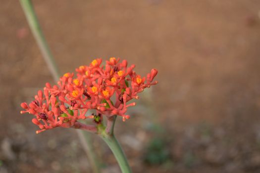 Buddha belly plant, bottleplant shrub (Jatropha podagrica) Wong ornamental timber. (Euphorbiaceae) is native to Central America.