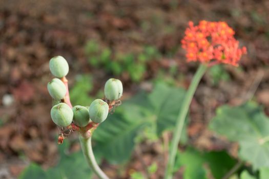 Buddha belly plant, bottleplant shrub (Jatropha podagrica) Wong ornamental timber. (Euphorbiaceae) is native to Central America.