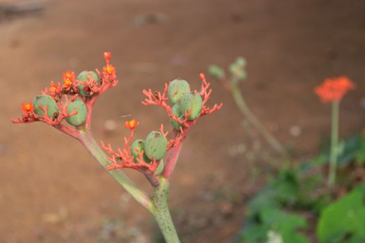 Buddha belly plant, bottleplant shrub (Jatropha podagrica) Wong ornamental timber. (Euphorbiaceae) is native to Central America.