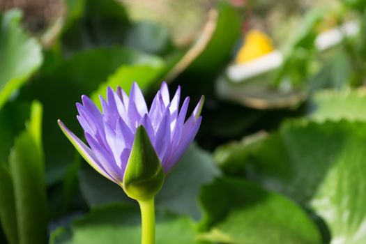 Violet lotus flower in water pond with burr backgroung, Thailand