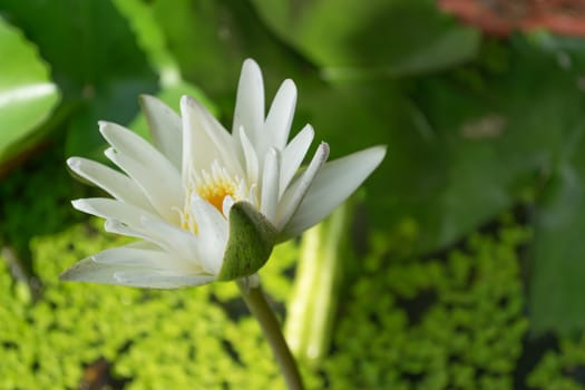 White lotus, Water lily in garden pond