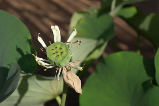 Lotus seed