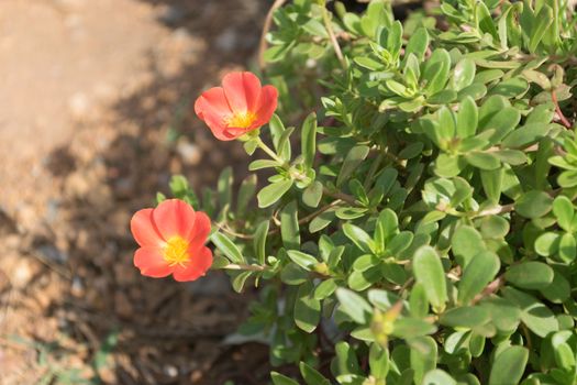 Beautiful colorful flowers, Portulaca oleraceae.