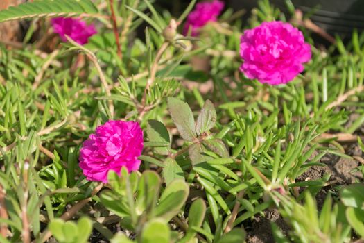 Pink flower on the grass