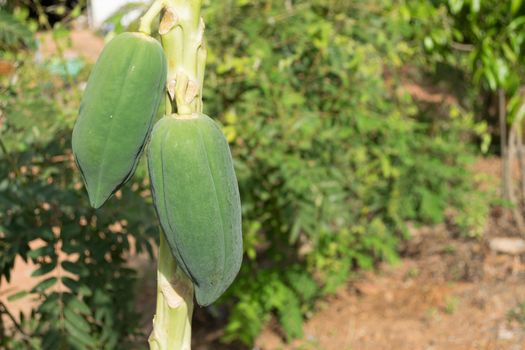 Close up papaya fruits on the tree.