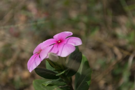 Close up pink flower in the garden.