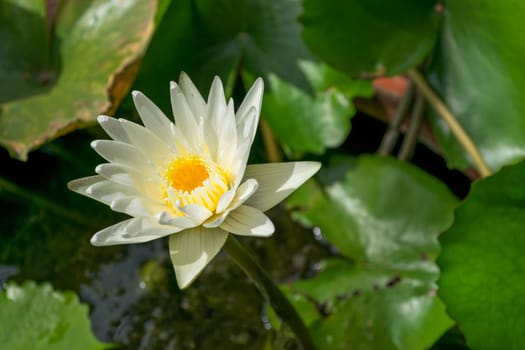 White lotus, Water lily in garden pond