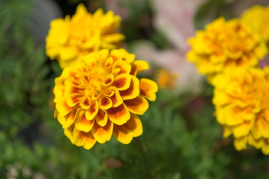 marigold flower, closeup