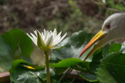 White lotus, Water lily in garden pond