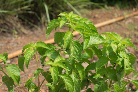 Plant grown at vegetable garden.