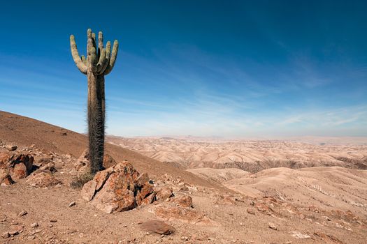 A majestic and proud lone cactus in the endless arid land of Nazca, Peru
