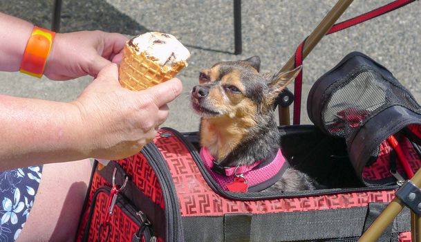 Dog gets ready to eat ice cream