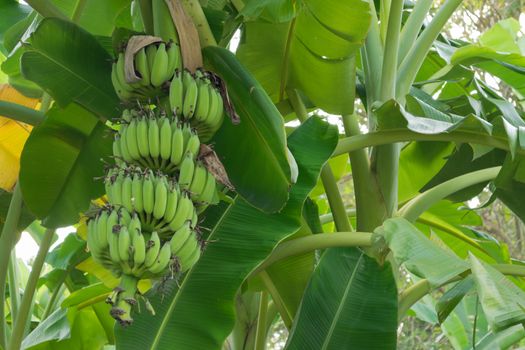 Bunch of banana growing on the tree