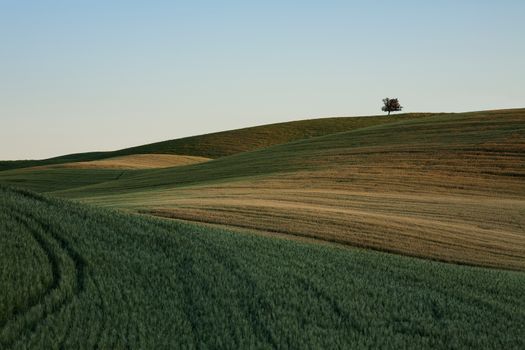 The lines of nature in the hills of the Val d'Orcia, Tuscany