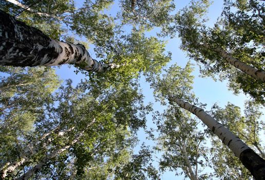 Bottom view on the trunk and foliage of a tall trees birch on a background of blue sky