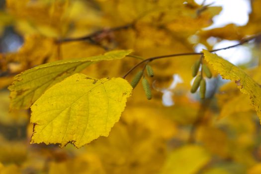 Dry birch leaf on the autumn background