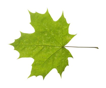 maple closeup leaf isolated on white background.