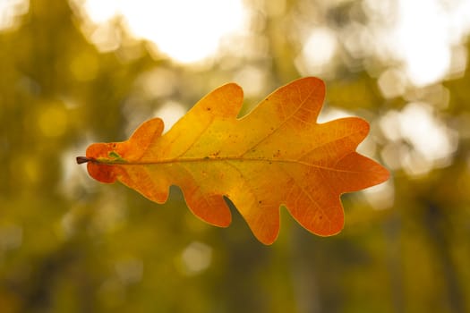 Dry oak leaf on the autumn background