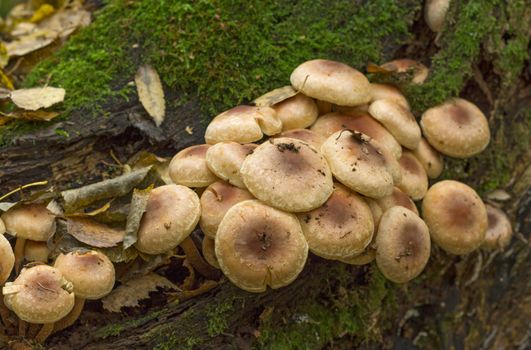 Fungi,mushroom small much growing on timber