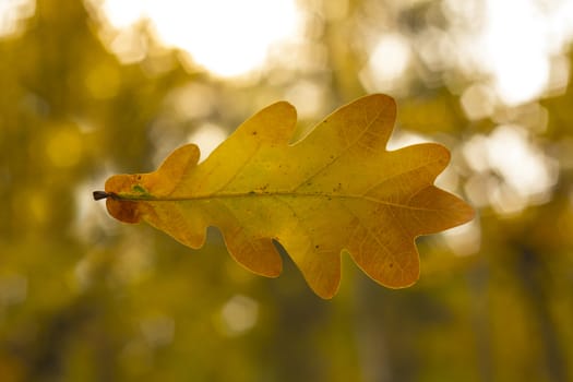 Dry oak leaf on the autumn background