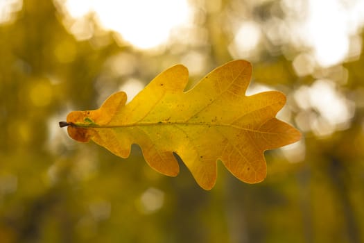 Dry oak leaf on the autumn background