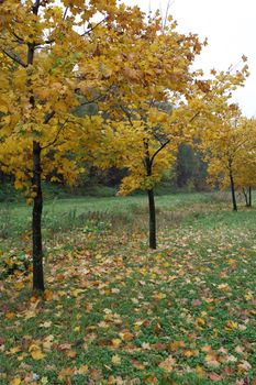 Young maple trees standing in the alley, autumn landscape.