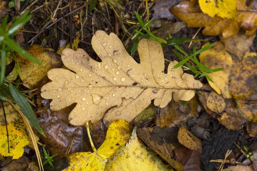 Dry oak leaf on the autumn background