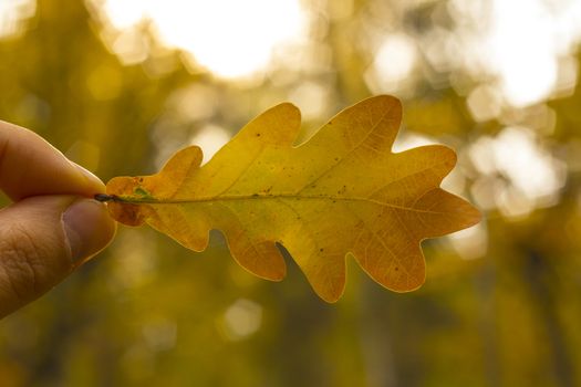 Dry oak leaf man holding fingers in the autumn background