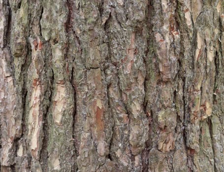 The bark of pine tree, background