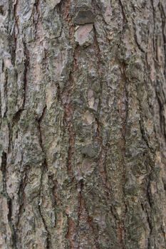 The bark of pine tree, background