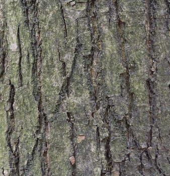 The bark of pine tree, background