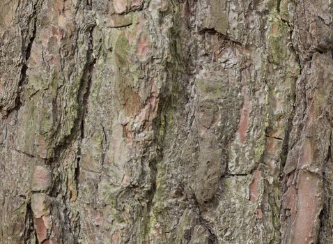 The bark of pine tree, background