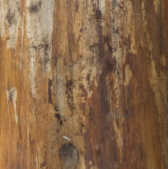 The bark of pine tree, background