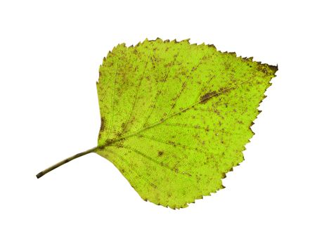birch closeup leaf isolated on white background.