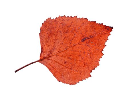 birch closeup leaf isolated on white background.