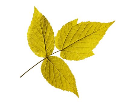 ash closeup leaf isolated on white background.