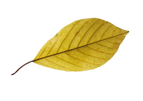 birch closeup leaf isolated on white background.