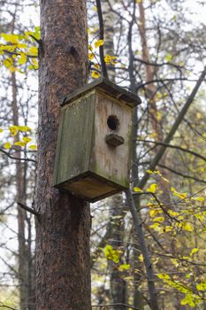 Wooden birdhouse on a pine tree. Autumn forest.