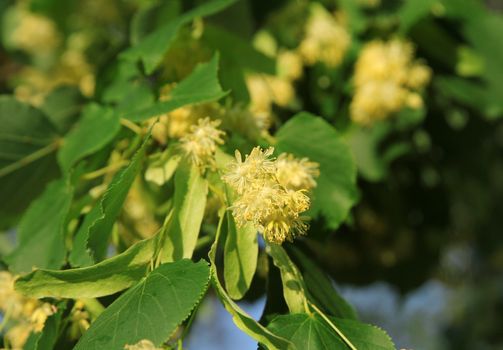 Linden tree in bloom, against a green leaves