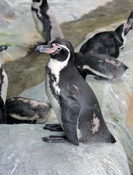 Penguin stands sideways on the stone