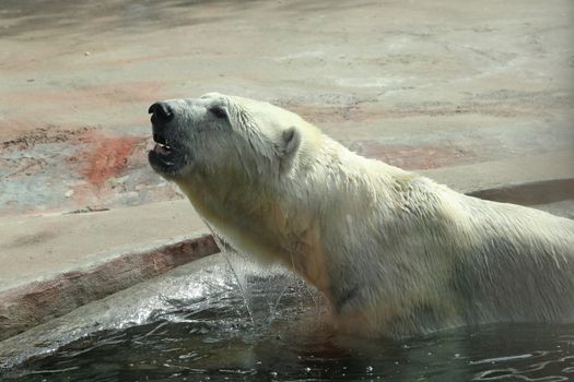 The Adult polar bear in the water.