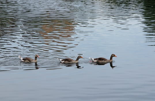 Three beautiful ducks swimming on the lake