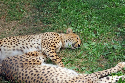 Two Amur leopard sleeping on the green grass.