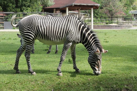 Beautiful zebra grazing on the green meadow