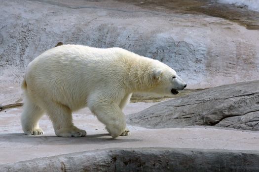 The Adult polar bear in the water.
